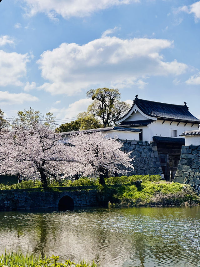 Petals and Postcards: A Stroll Beneath Fukuoka’s Cherry Blossom Canopy