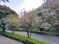 The Stunning views at Yangmingshan National Park, Taipei, Taiwan
