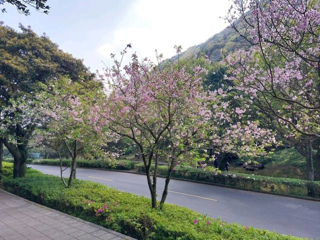 The Stunning views at Yangmingshan National Park, Taipei, Taiwan