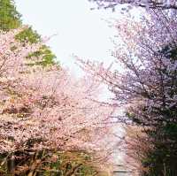 Blossoms and Wildlife in Hokkaido’s Heart