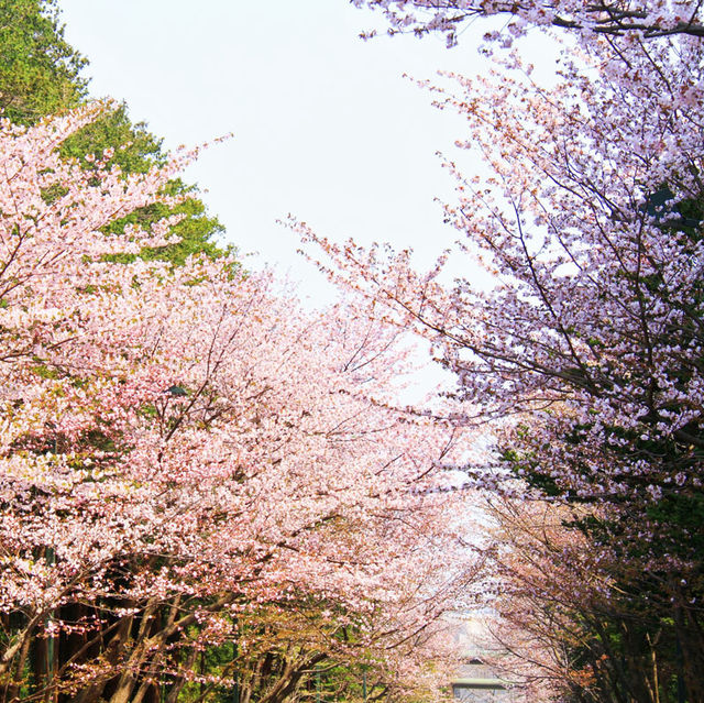 Blossoms and Wildlife in Hokkaido’s Heart