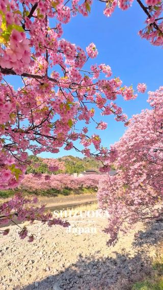 Cherry Blossoms