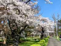 陸奧國分寺&木之下公園，被寺廟佛堂環繞的賞櫻名所