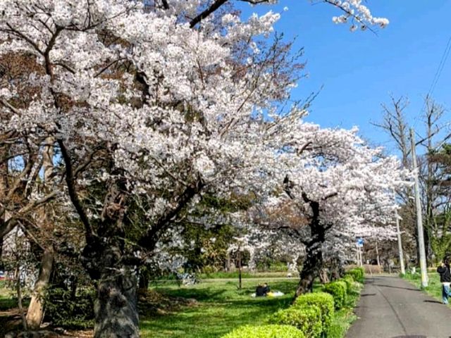 陸奧國分寺&木之下公園，被寺廟佛堂環繞的賞櫻名所