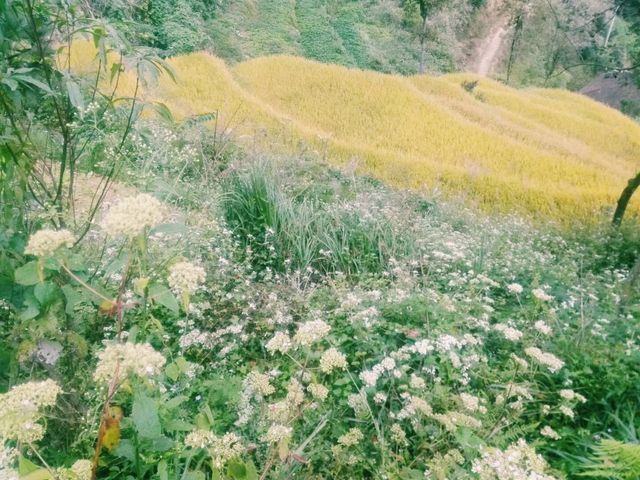 中國湖南婁底新化著名景點：紫鹊界梯田，適合打卡拍照📸