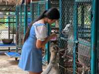 สวนเสือ Tiger Topia  ศรีราชา ที่เที่ยวใกล้กรุงเทพฯ