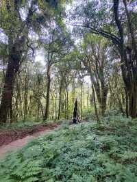Your Springtime Escape into Chiang Mai’s Cloud Forest