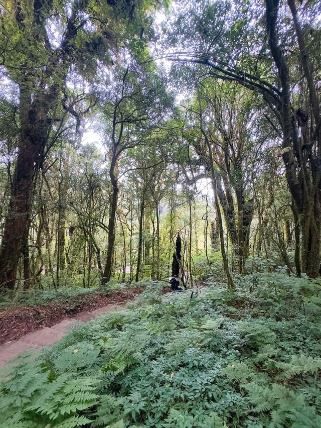 Your Springtime Escape into Chiang Mai’s Cloud Forest