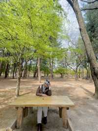 Going to Nami Island by Public Transport 😍