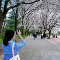 Daejeon in Bloom: A Springtime Escape in Korea’s Science City