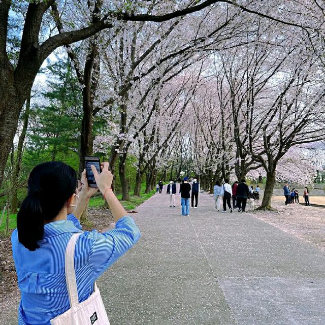 Daejeon in Bloom: A Springtime Escape in Korea’s Science City