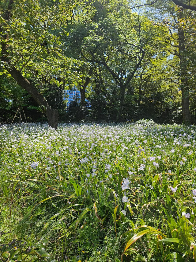 “Petals of the Past: The Sakura Crown of Tokyo”