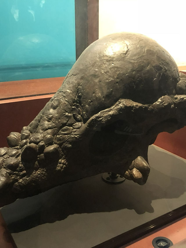 【倫敦必訪🌍自然歷史迷的天堂！自然歷史博物館體驗心得🦖🧬】