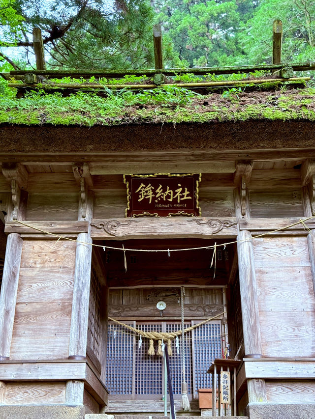 鳳納宮的夫妻杉樹