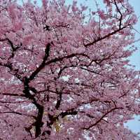 MAIZURU PARK | CHERRY BLOSSOMS AROUND FUKUOKA CASTLE RUINS 🌸🏯✨
