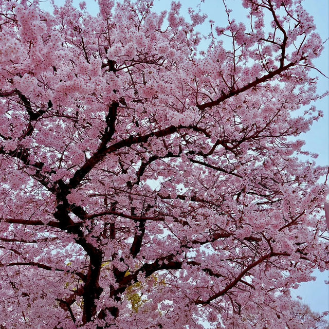 MAIZURU PARK | CHERRY BLOSSOMS AROUND FUKUOKA CASTLE RUINS 🌸🏯✨
