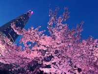 石村湖賞夜櫻🌸