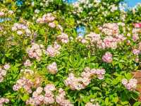 Yamashita Park – Yokohama’s Waterfront Gem