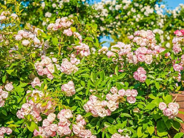 Yamashita Park – Yokohama’s Waterfront Gem