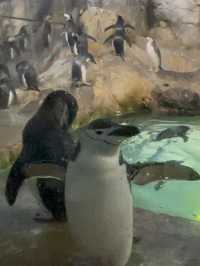 白浜のパンダ、30年間ありがとう❤️