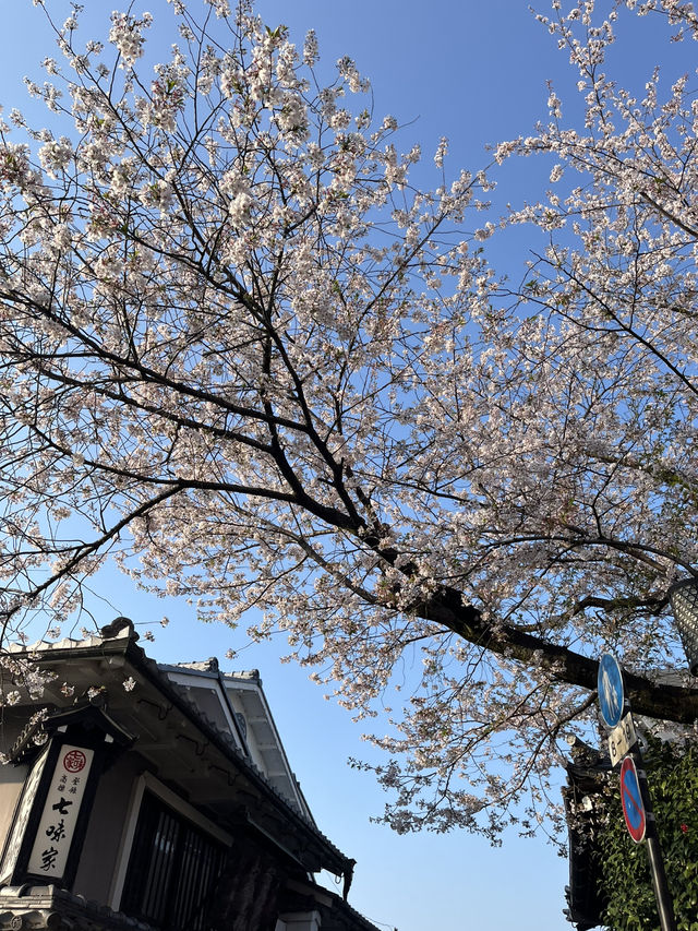 청수사 올라가는 길 2년의언덕, 3년의언덕🌸