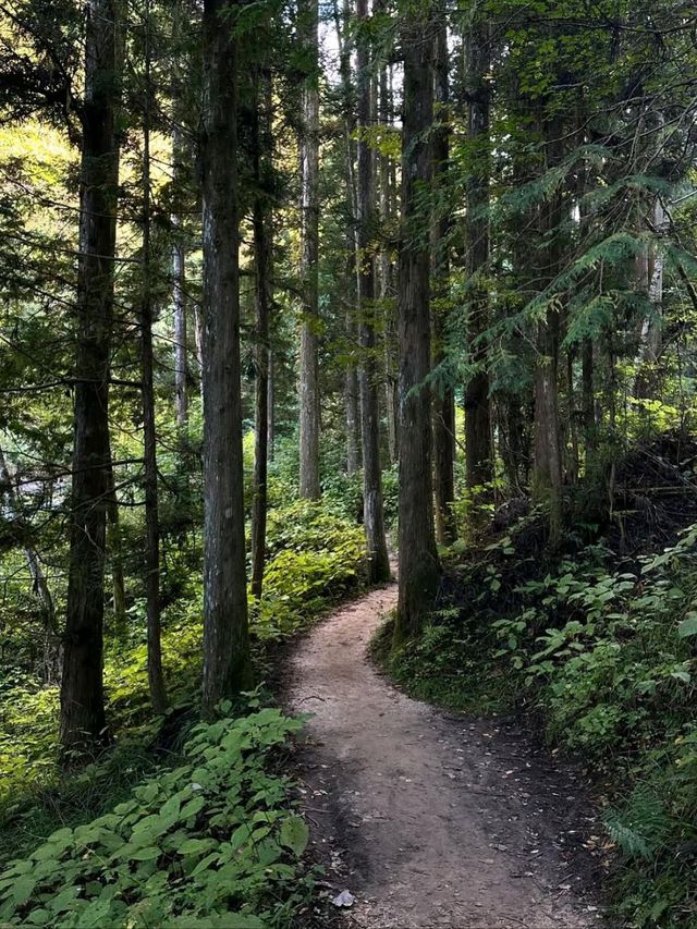 Forest Feels & Chill Trails