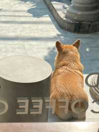 Cotero Coffee
