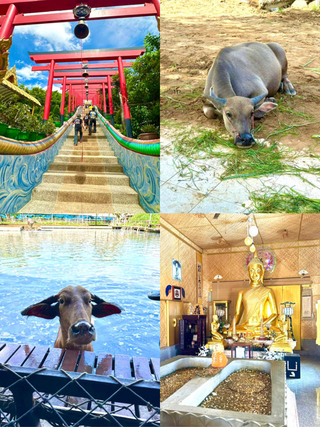 タイの水牛と暮らしにふれる、スパンブリーの癒しの旅🐃🌿