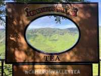 馬來西亞🇲🇾一盞茶一段風景 金馬倫茶園Cameron Valley Tea的晨時風光