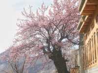 🌸Spring in Pakistan – A Season Like No Other