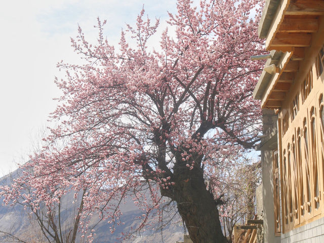 🌸Spring in Pakistan – A Season Like No Other
