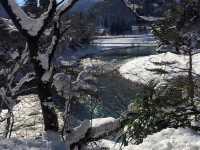 藏王雪山與浪漫仙子紫藤花