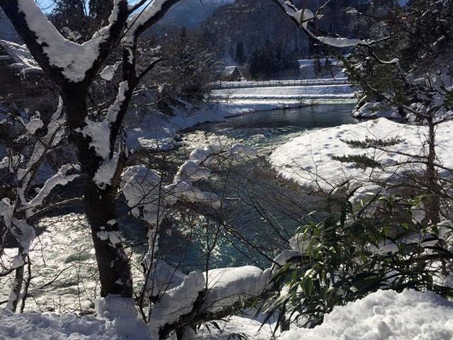 藏王雪山與浪漫仙子紫藤花