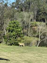 Australia Zoo is just a popular choice