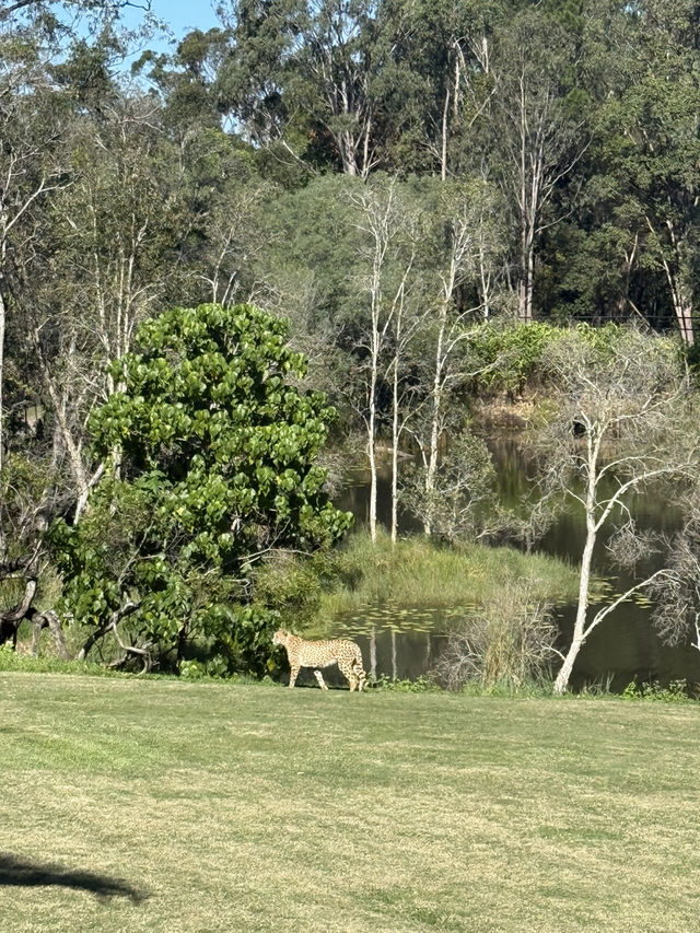 Australia Zoo is just a popular choice