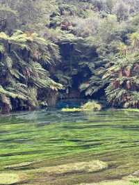 Blue Spring (Te Waihou Walkway) New Zealand