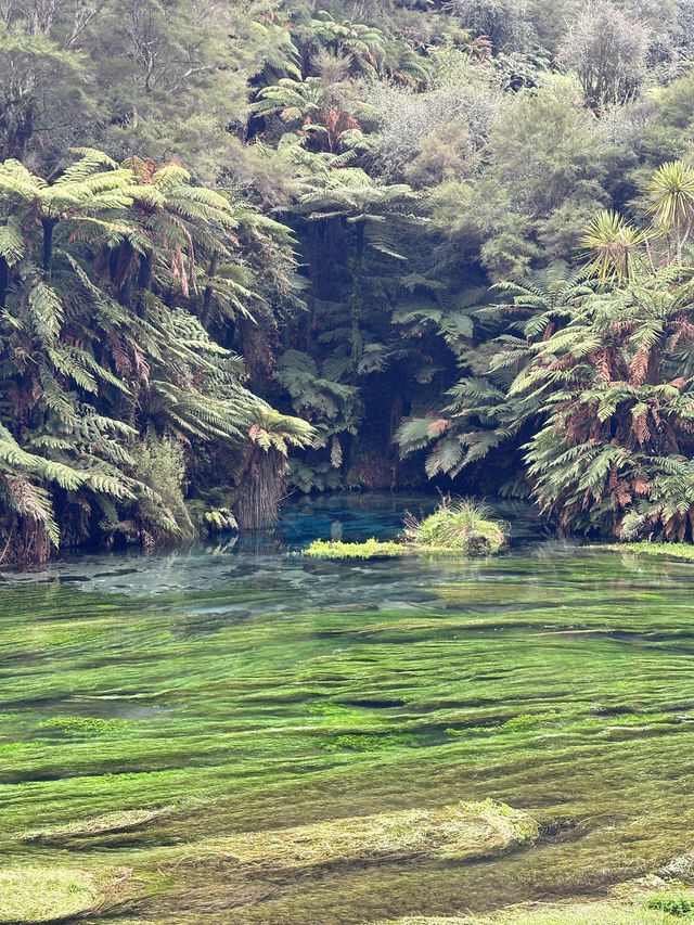 Blue Spring (Te Waihou Walkway) New Zealand
