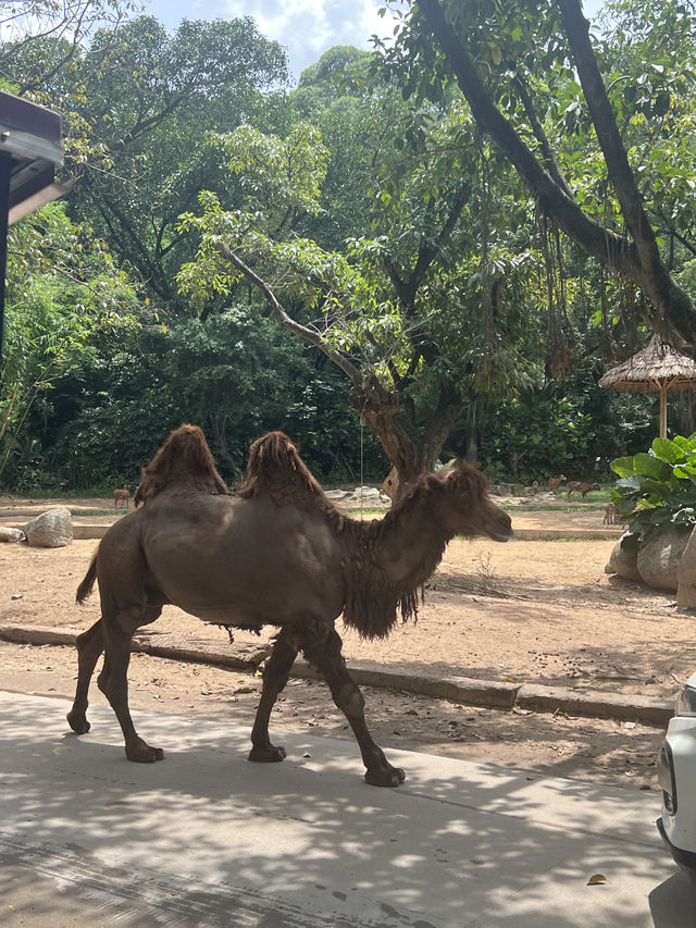 廣州長隆野生動物園