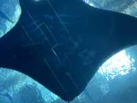 【沖縄】🐠🦈美ら海水族館