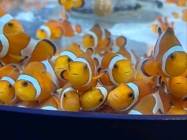 【千葉】鴨川シーワールド