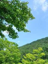 숲길 속 산책 추천 🌲