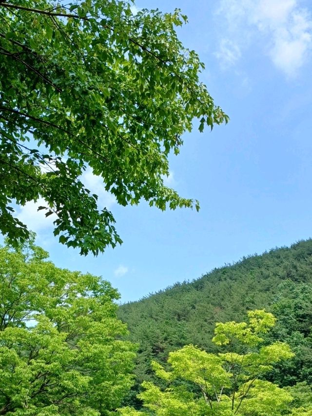 숲길 속 산책 추천 🌲