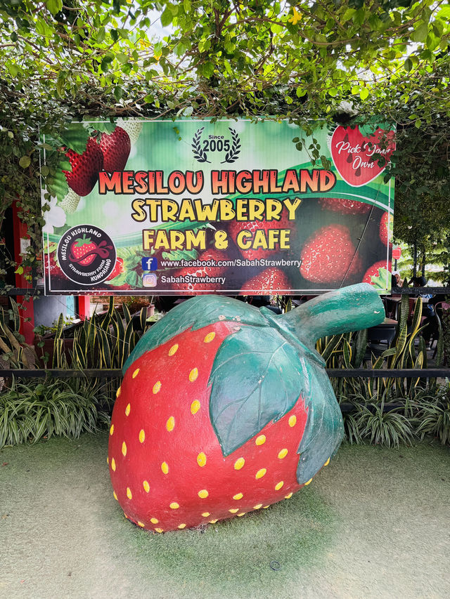 A Strawberry Escape in the Hills 🍓