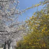 청주 벚꽃이 예쁜 오송호수공원 🌸