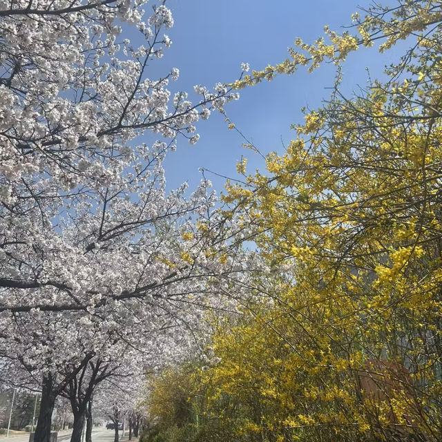 청주 벚꽃이 예쁜 오송호수공원 🌸