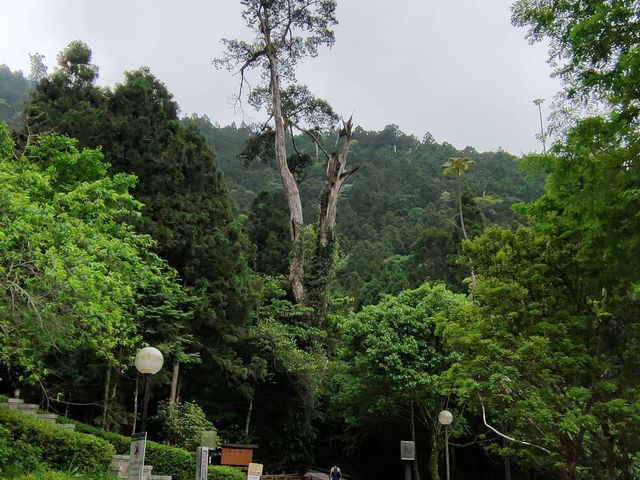 森林遊樂園區系列 PART1️⃣3️⃣
