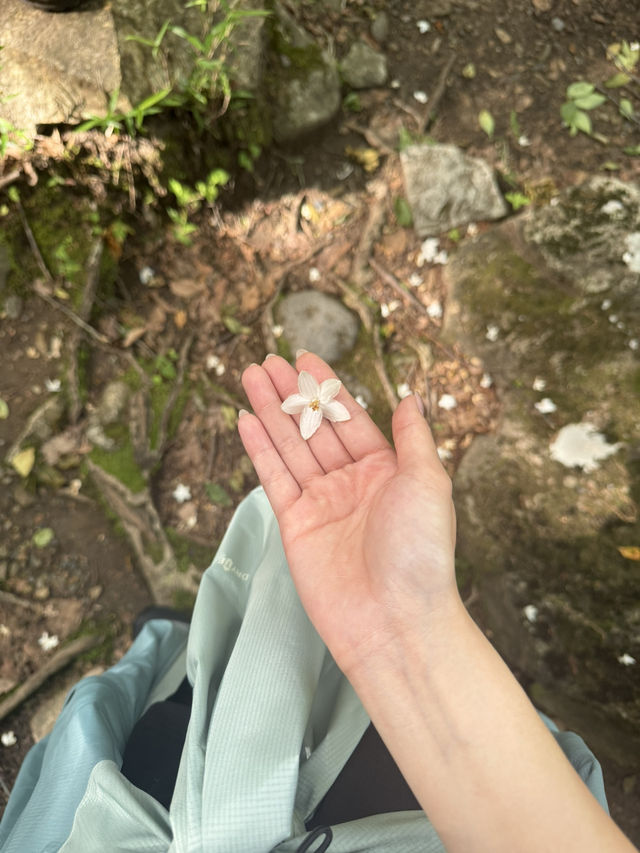 【日光で大自然を満喫する】龍王峡🐲虹見滝🌈虹見橋🌉