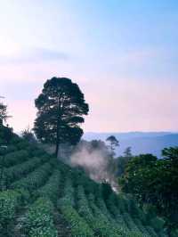 🌳🛖被問爆的清遠大羅山網紅民宿