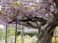 【異国の森で花と癒しの散歩🌿レッドヒル ヒーサーの森】