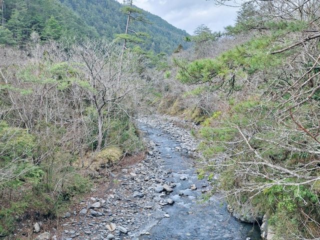 二月櫻花開放美不勝收-武陵農場